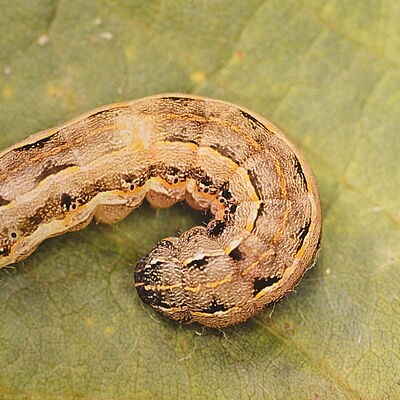Larva of the Southern armyworm Spodoptera eridania