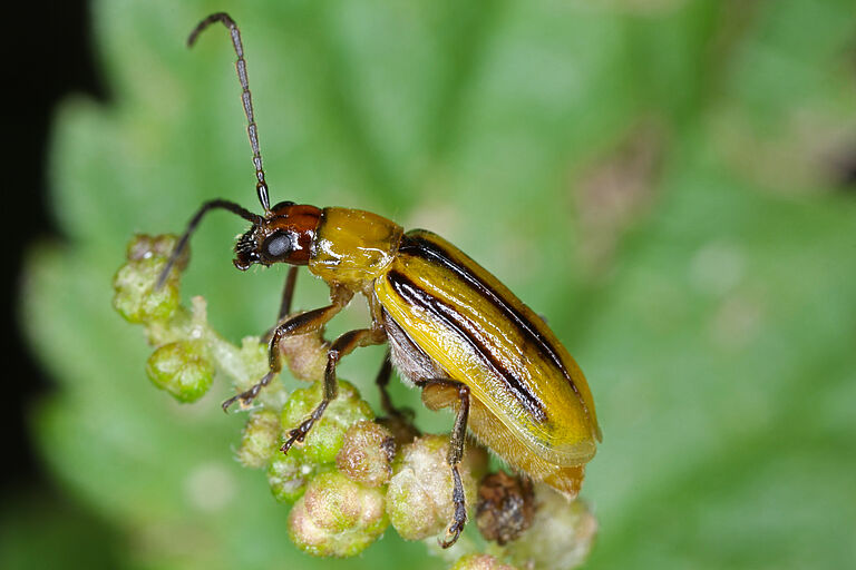 Western corn rootworm Diabrotica virgifera