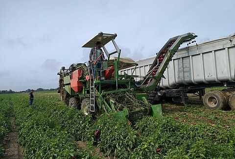 Trianum-P improves open field pepper production in Portugal