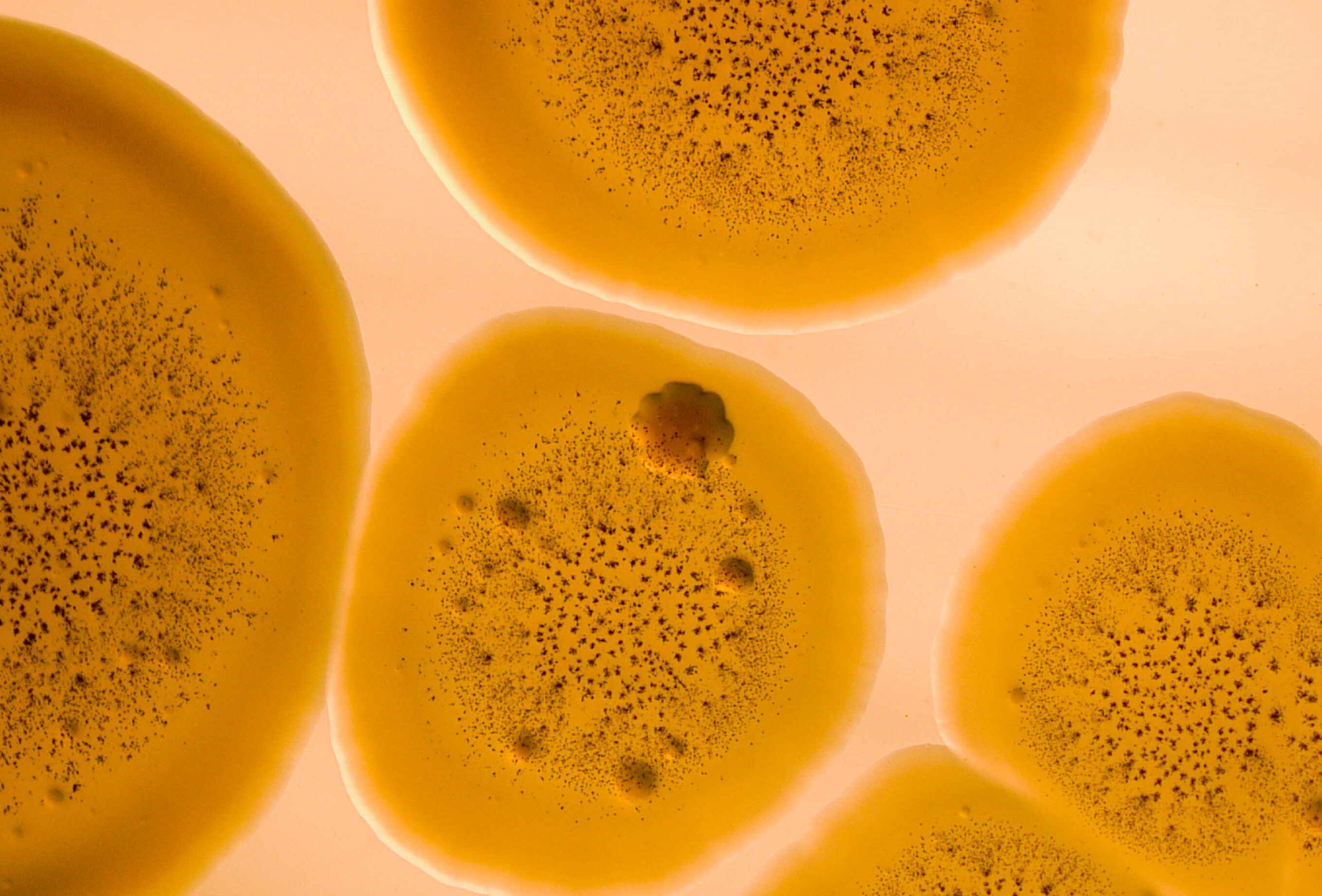 Active Pseudomonas registration successfully renewed in Europe for 15 years