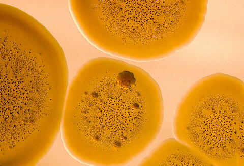 Active Pseudomonas registration successfully renewed in Europe for 15 years