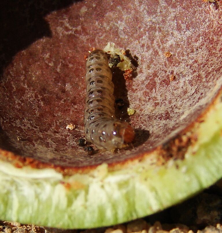 Macadamia nut borer Thaumatotibia batrachopa