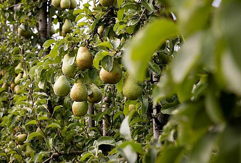 Trianum-P effectively controls Brown spot in pears: losses halved by biofungicide