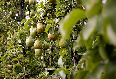 Trianum-P effectively controls Brown spot in pears: losses halved by biofungicide