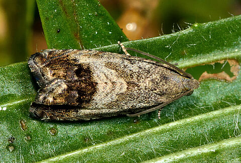 Chestnut fruit moth