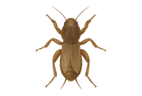 Crickets