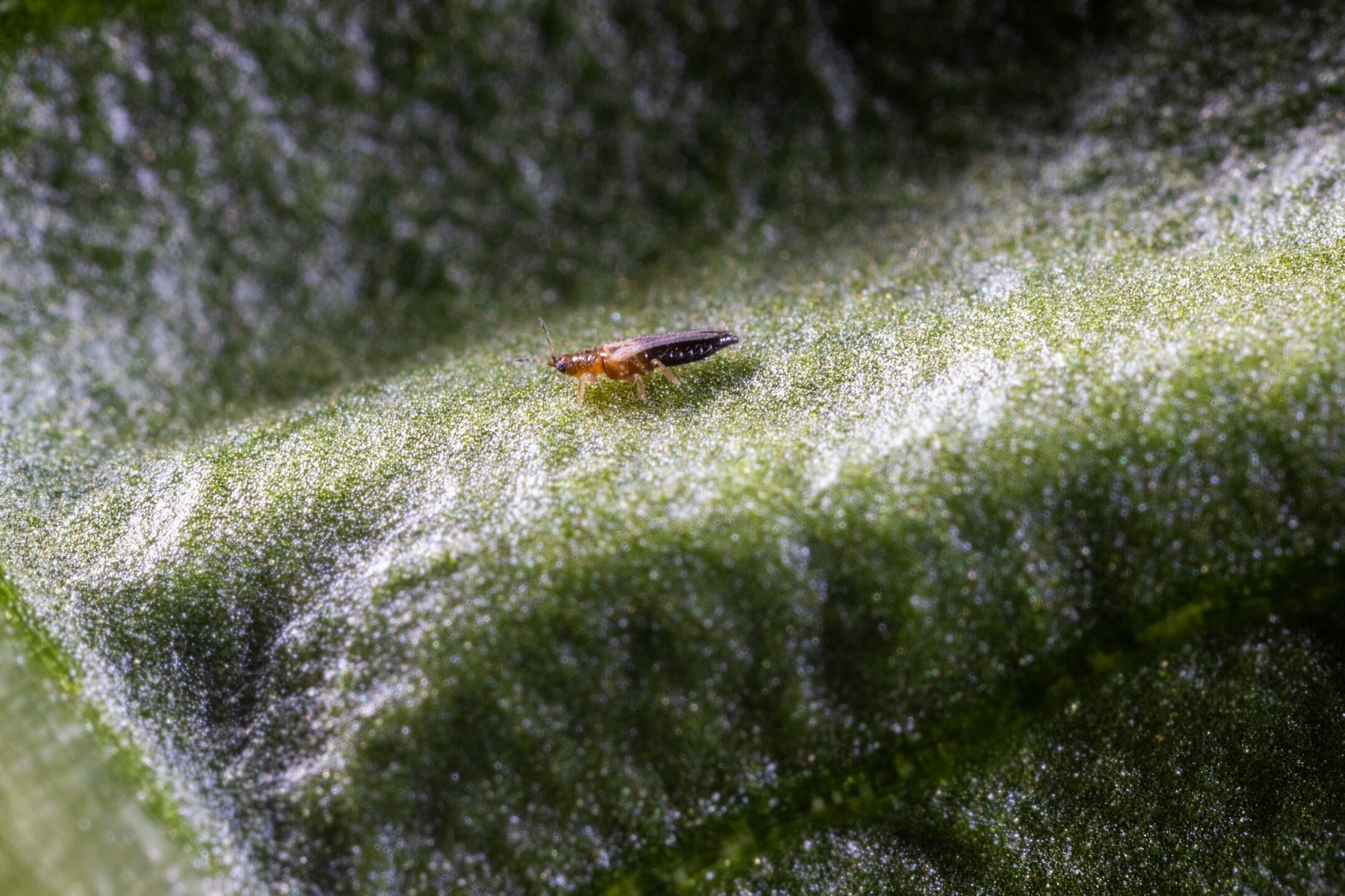 Introducing Montdo Ulti-Mite: Innovative defense against invasive thrips |  Koppert Global