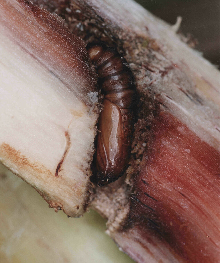 Damage caused by Sugarcane stalk borer Diatraea saccharalis