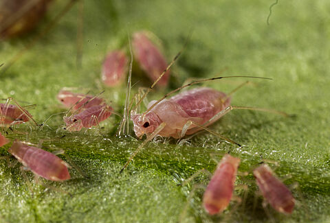 Aphids - Biocontrol, Damage and Life Cycle