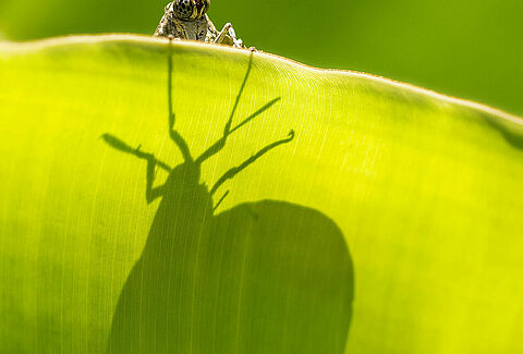 South American palm borer