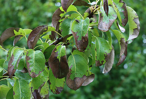 Pear brown spot