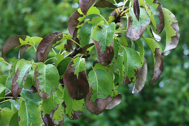 Pear brown spot (Stemphylium vesicarium) leaf damage 