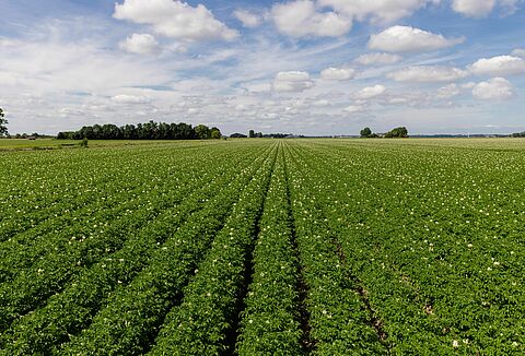 Trial results show effective biological crop protection solutions for the complete potato crop cycle
