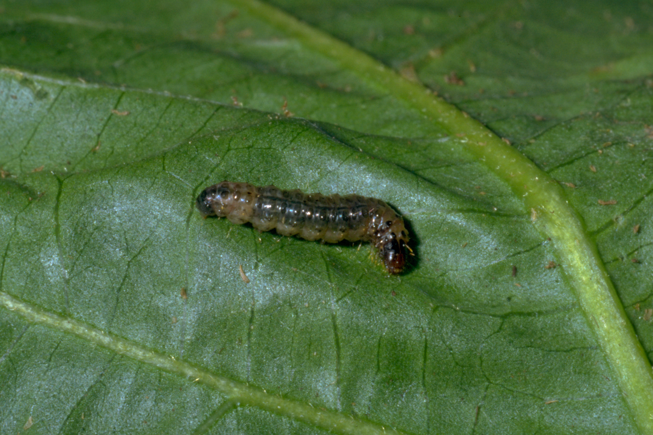 Larva of the Southern European Marshland Pyralid Duponchelia fovealis