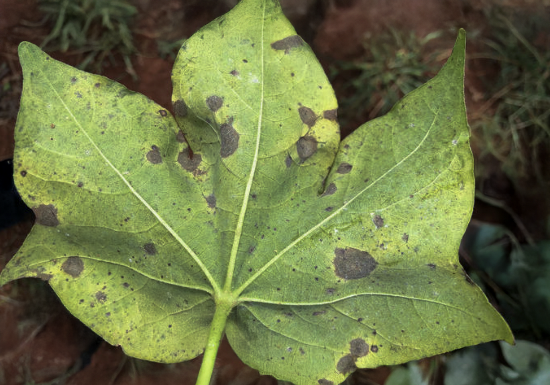 Target spot of soybean
