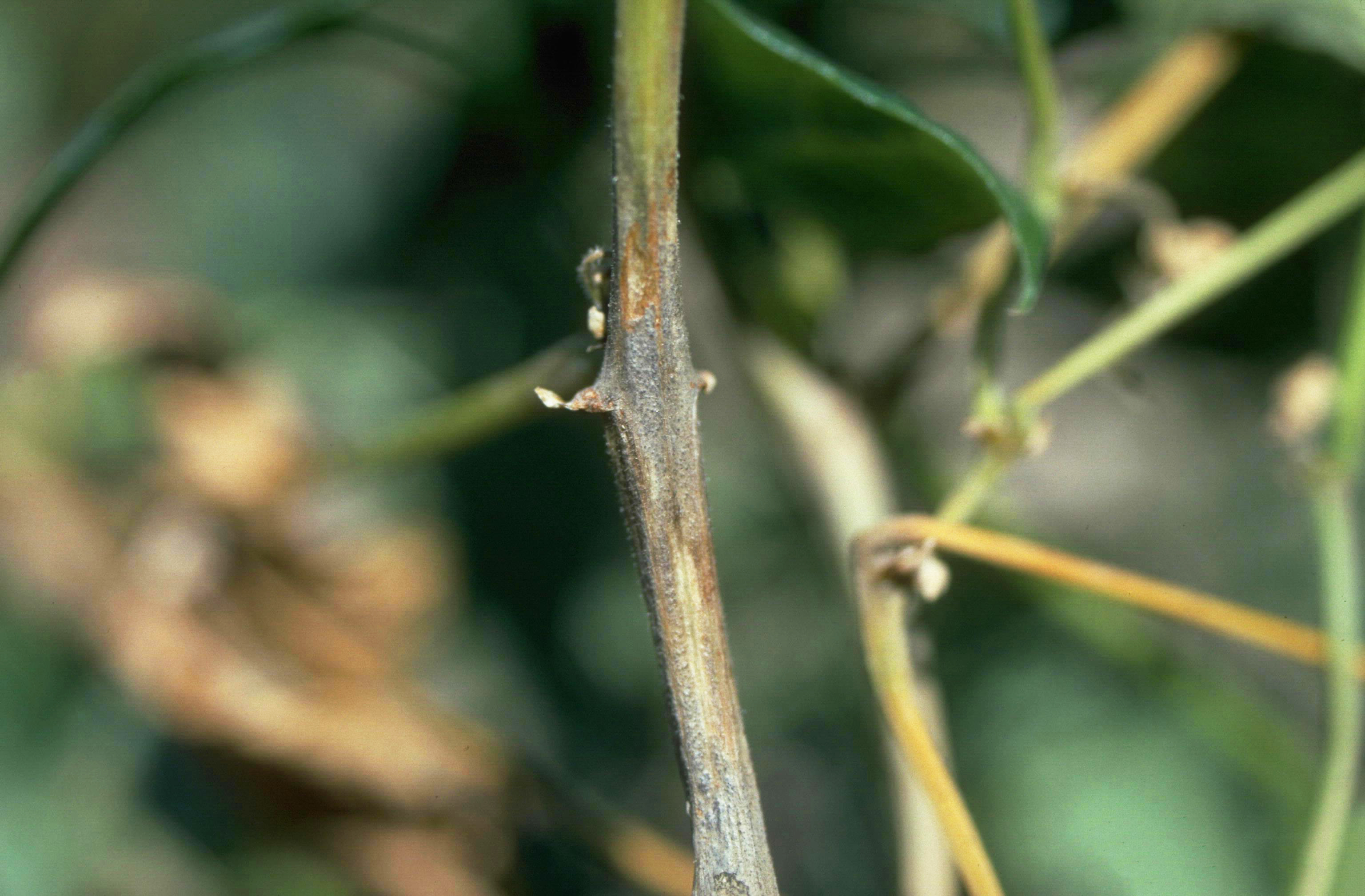 Damage caused by Charcoal rot of bean and tobacco