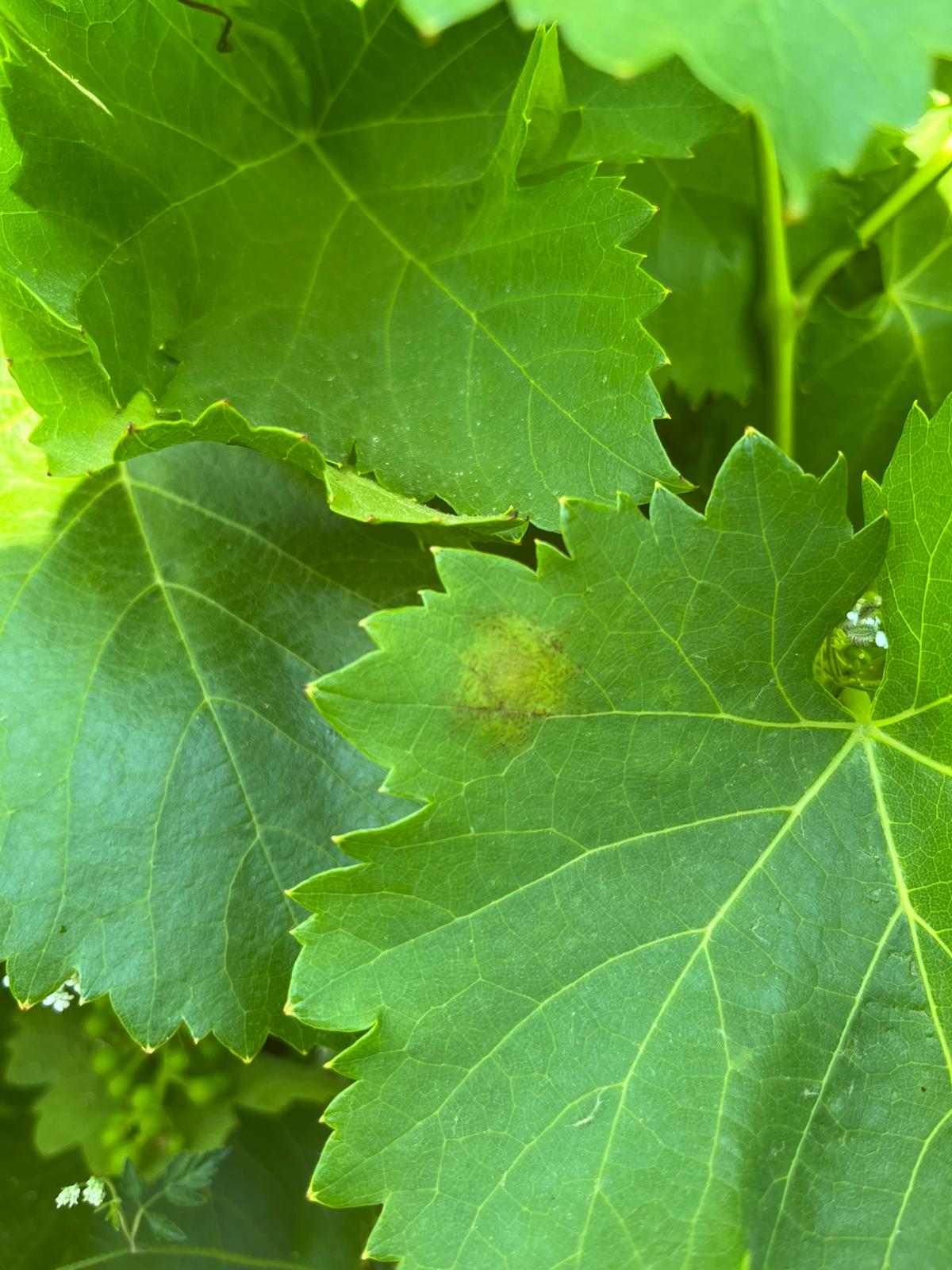 View of Grape Downy Mildew (Plasmopara viticola) – Biological Control, Symptoms ...
