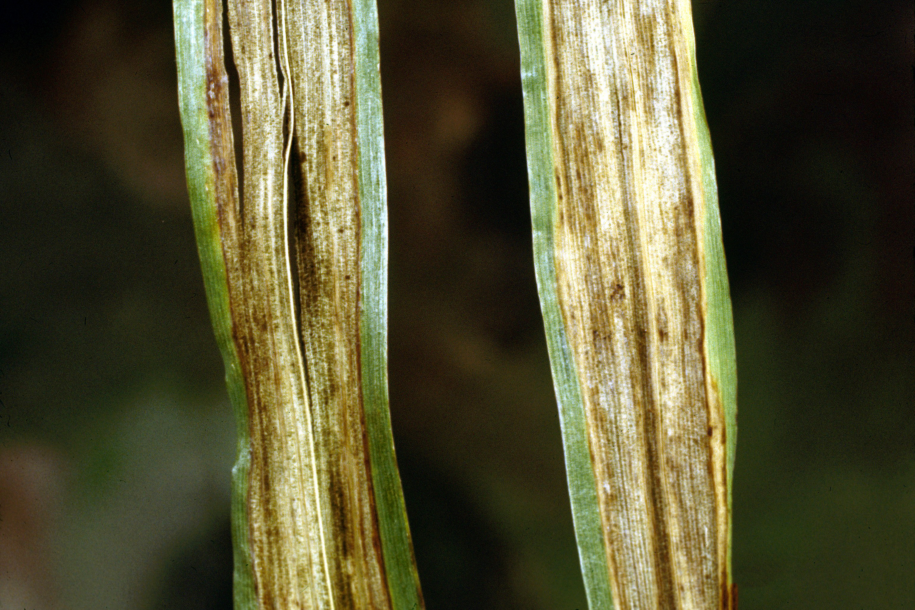 Leaf stripe Pyrenophora graminea