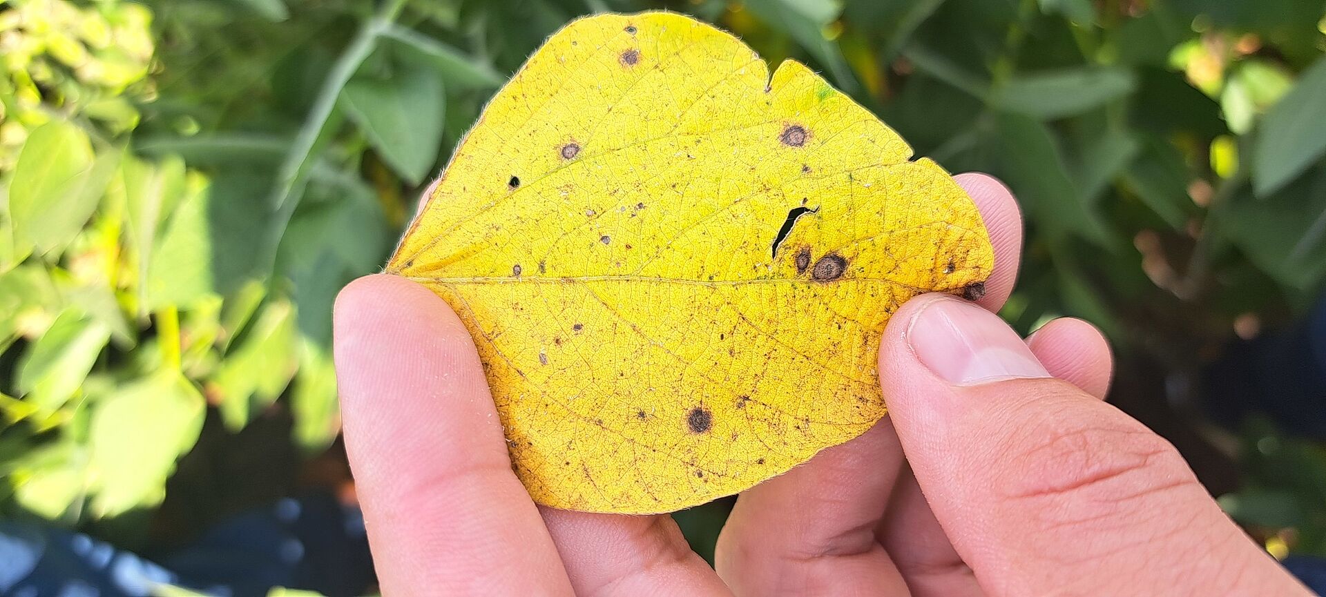Brown spot of soybean