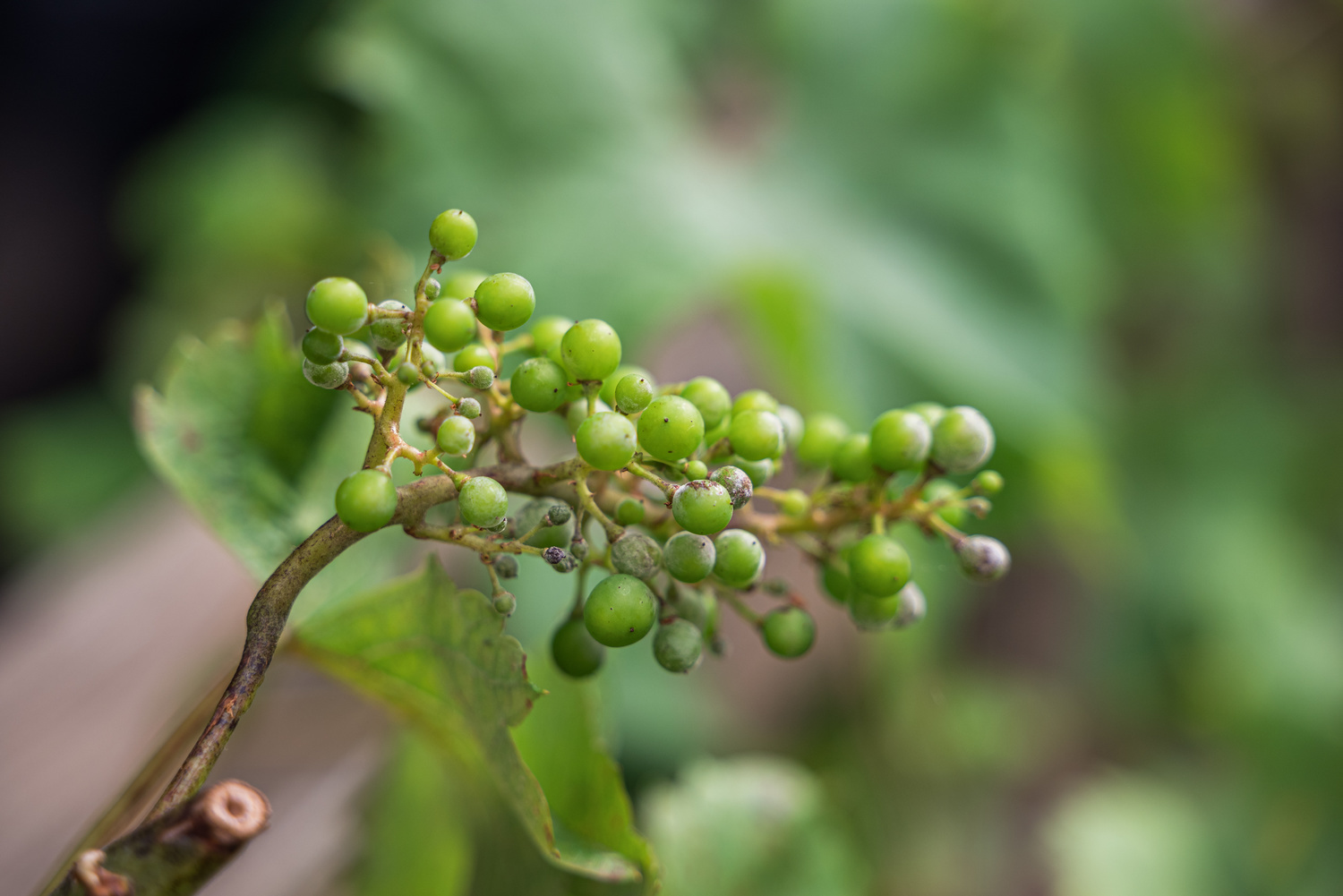 Grapevine Powdery Mildew (Erysiphe necator) – Biological Control ...