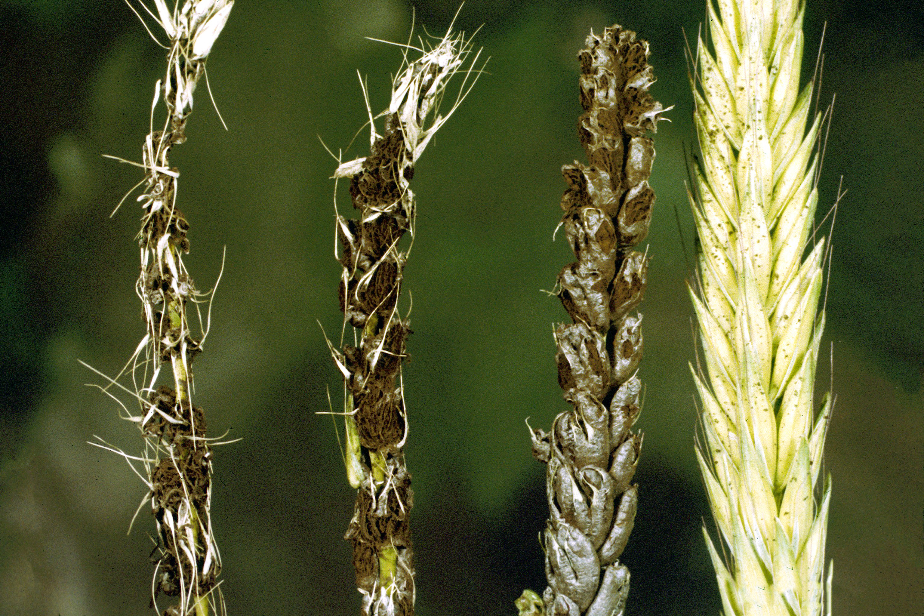 Loose Wheat Smut Ustilago nuda tritici