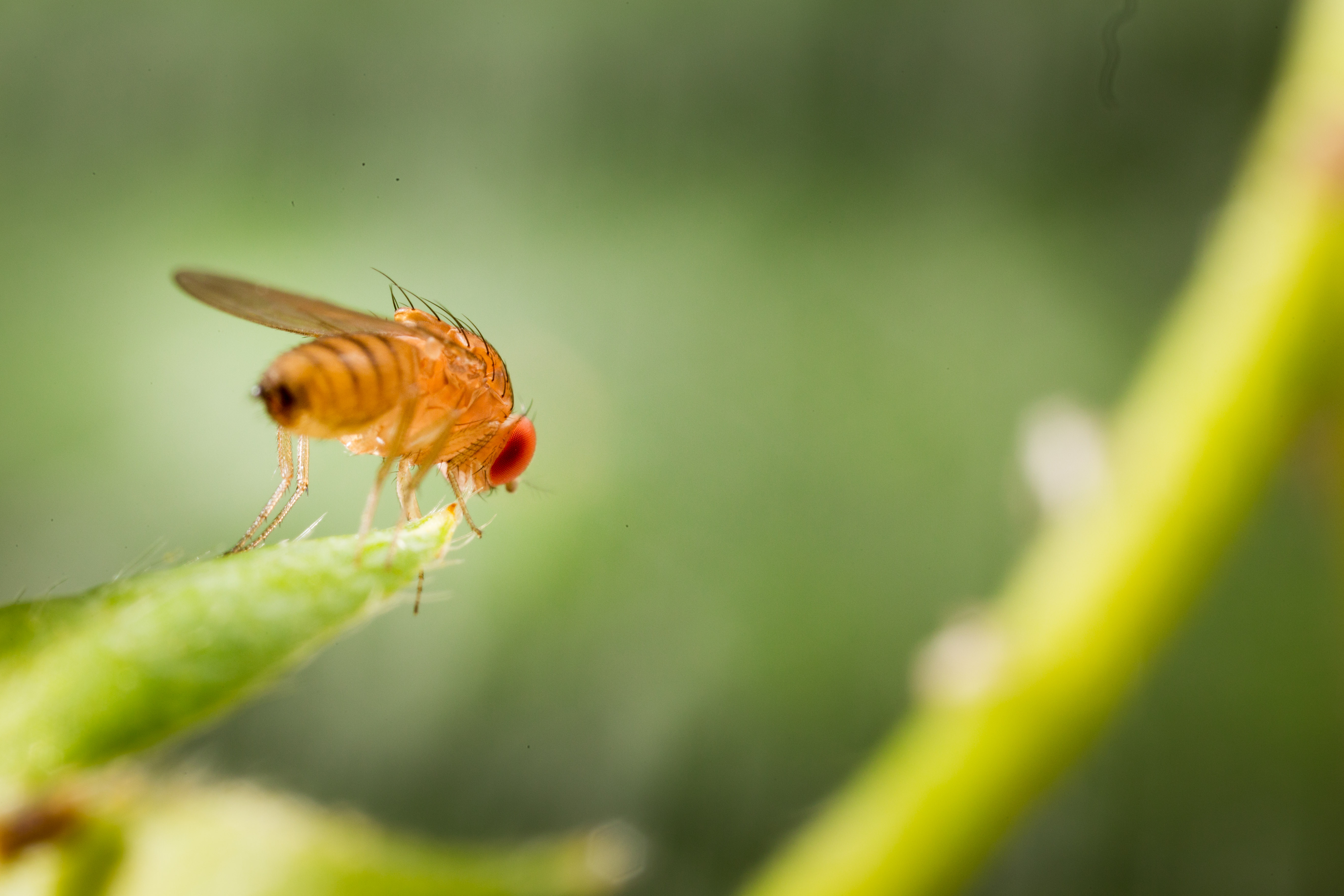 Adult form of the fruit fly Spotted Wing Drosophila Drosophila suzukii