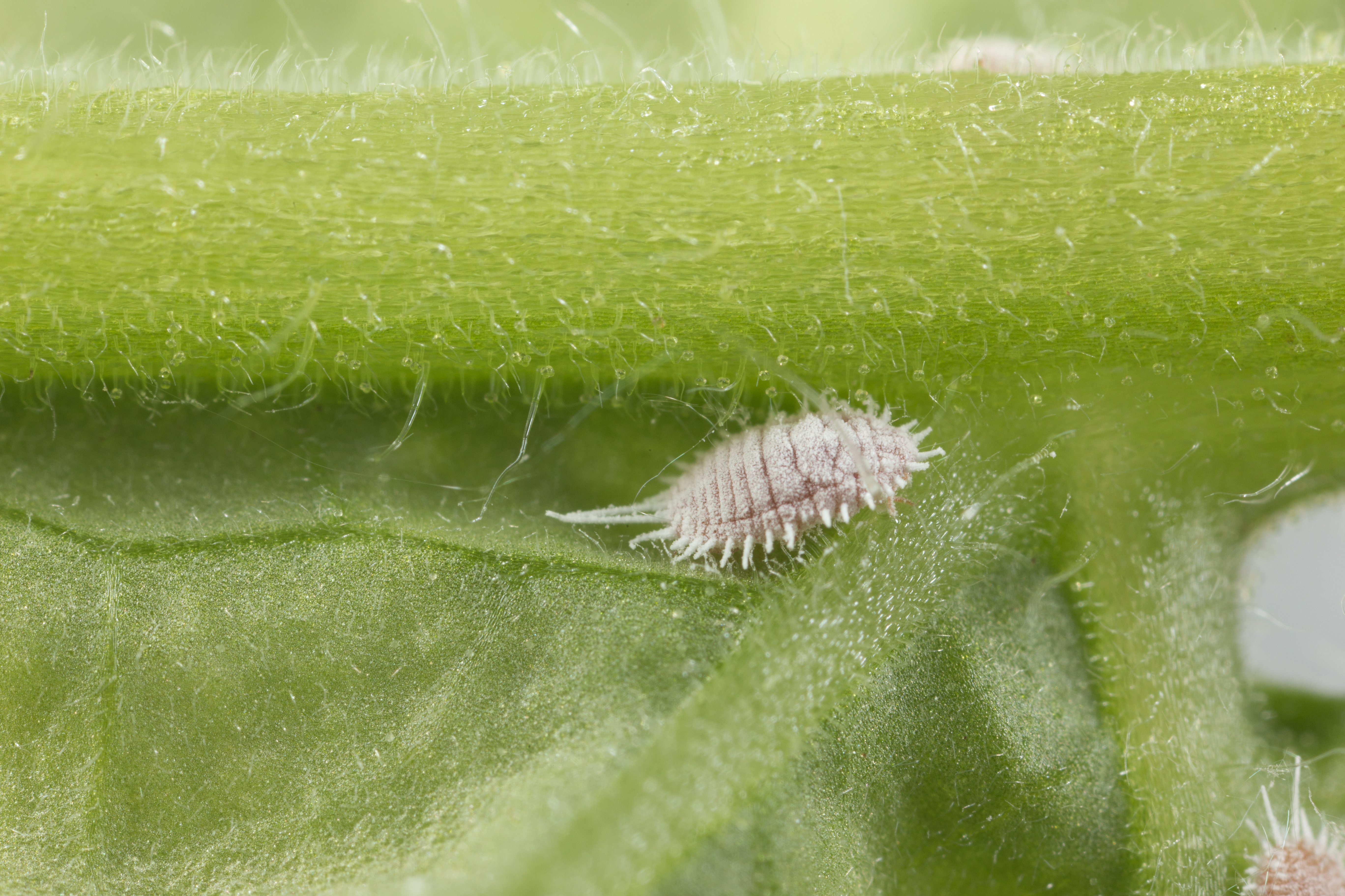 Obscure mealybug
