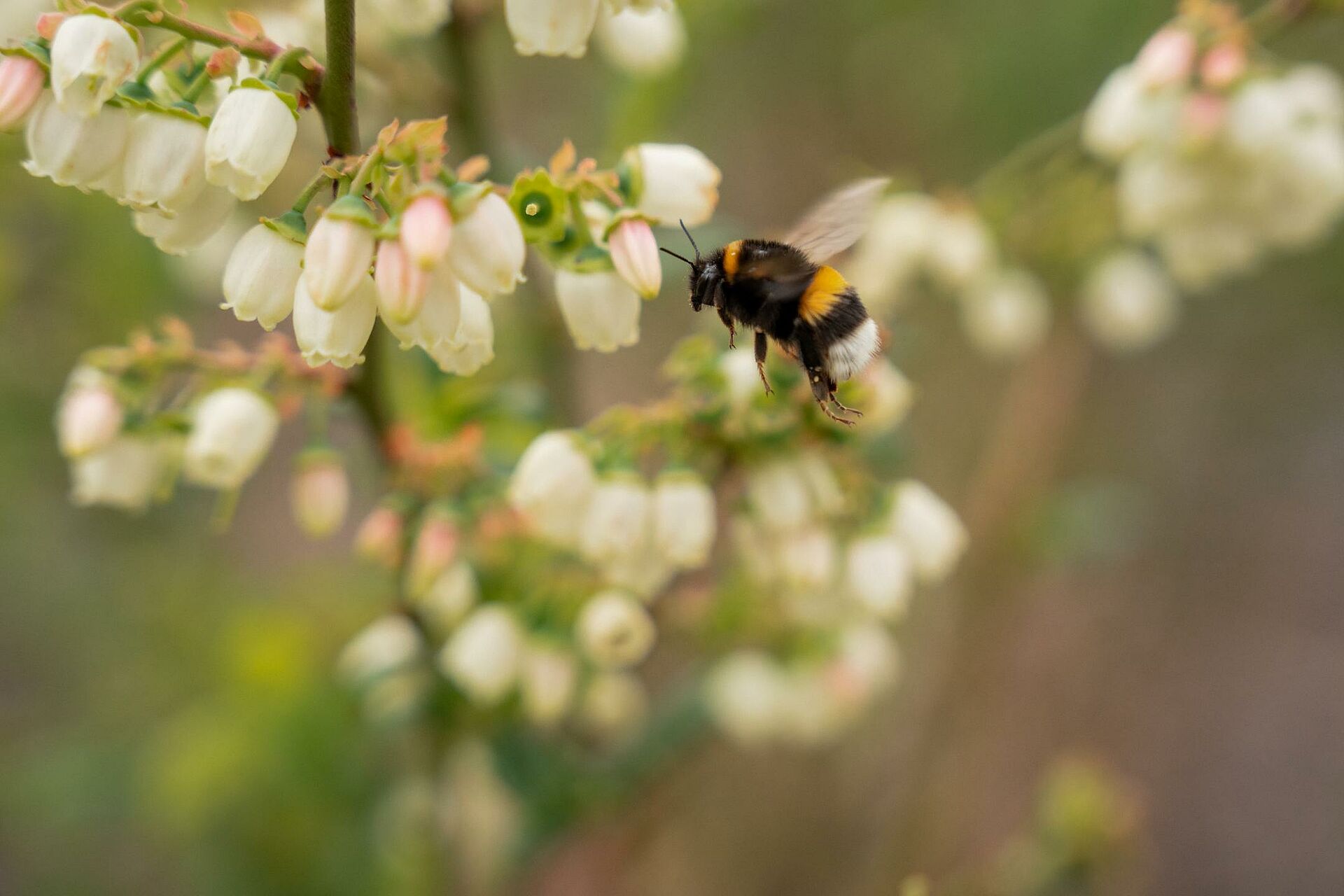 Intensified blueberry production requires more pollination | Koppert Global