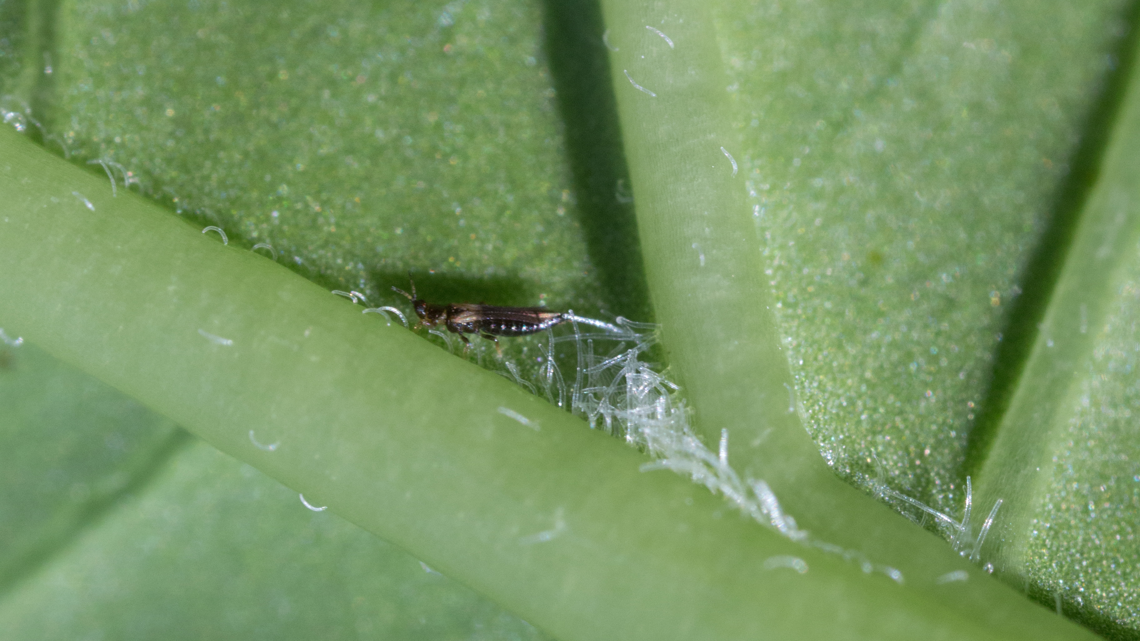 Japanese flower thrips Thrips setosus