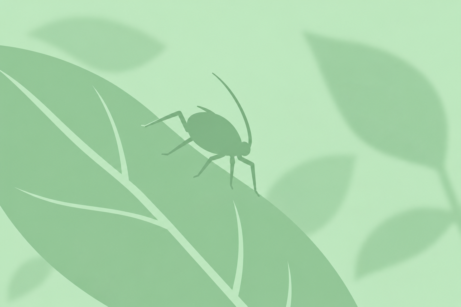 Shallot aphid