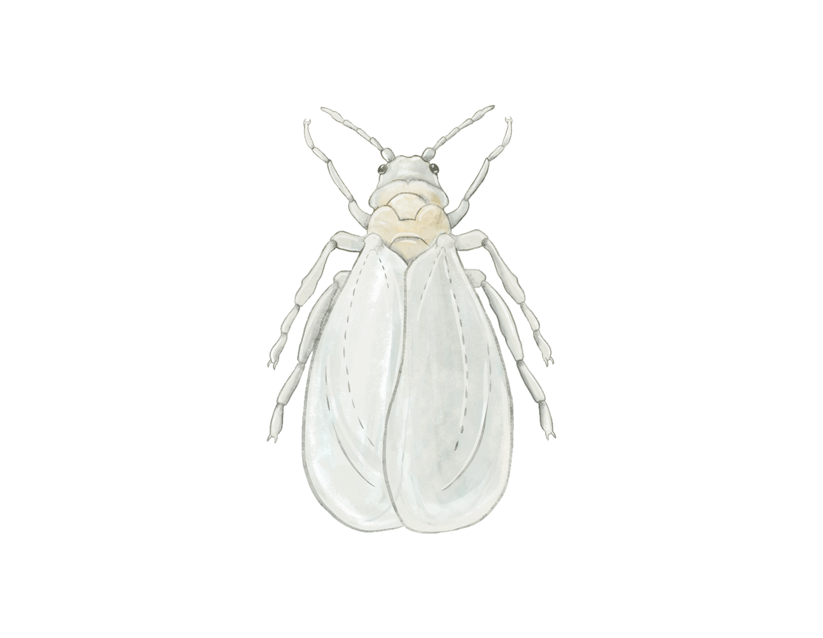 Greenhouse whitefly Trialeurodes vaporariorum Adult Illustration