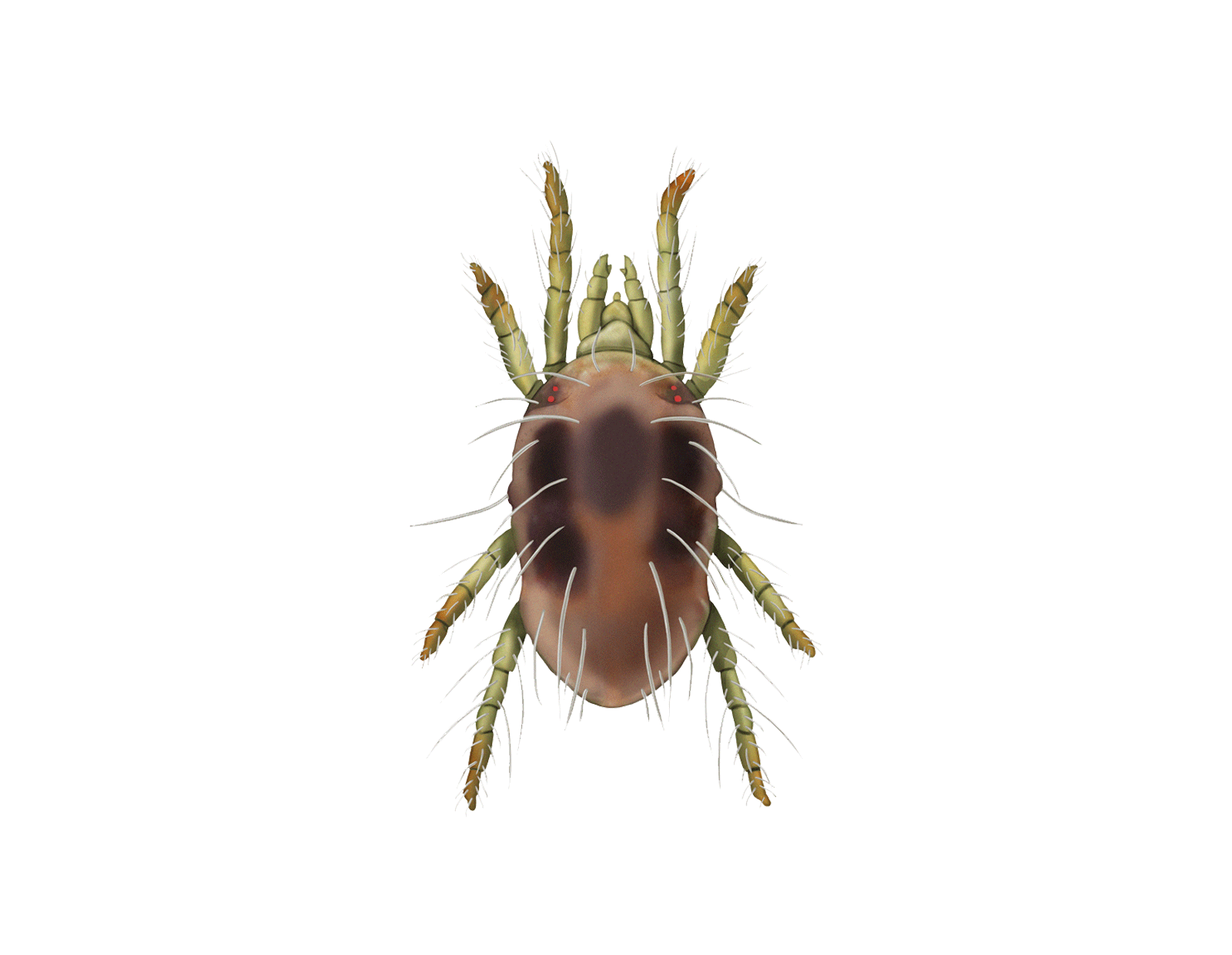 Spint Tetranychus urticae Adult Vrouwtje Illustratie