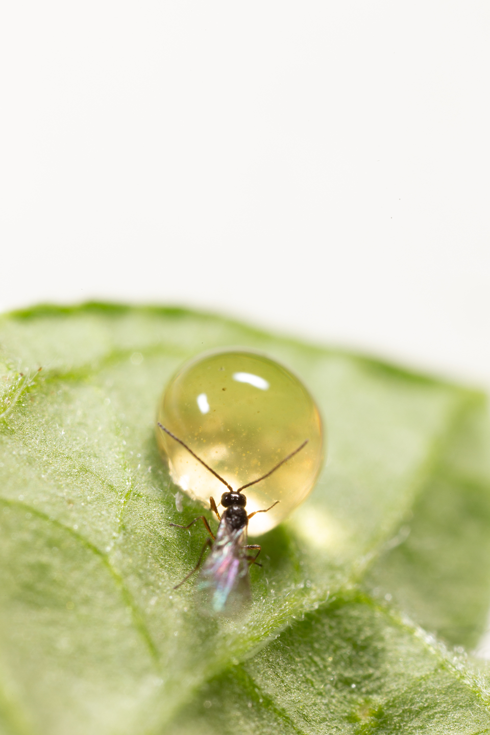 Praon volucre (Parasitic Wasp): Biological Control of Aphids