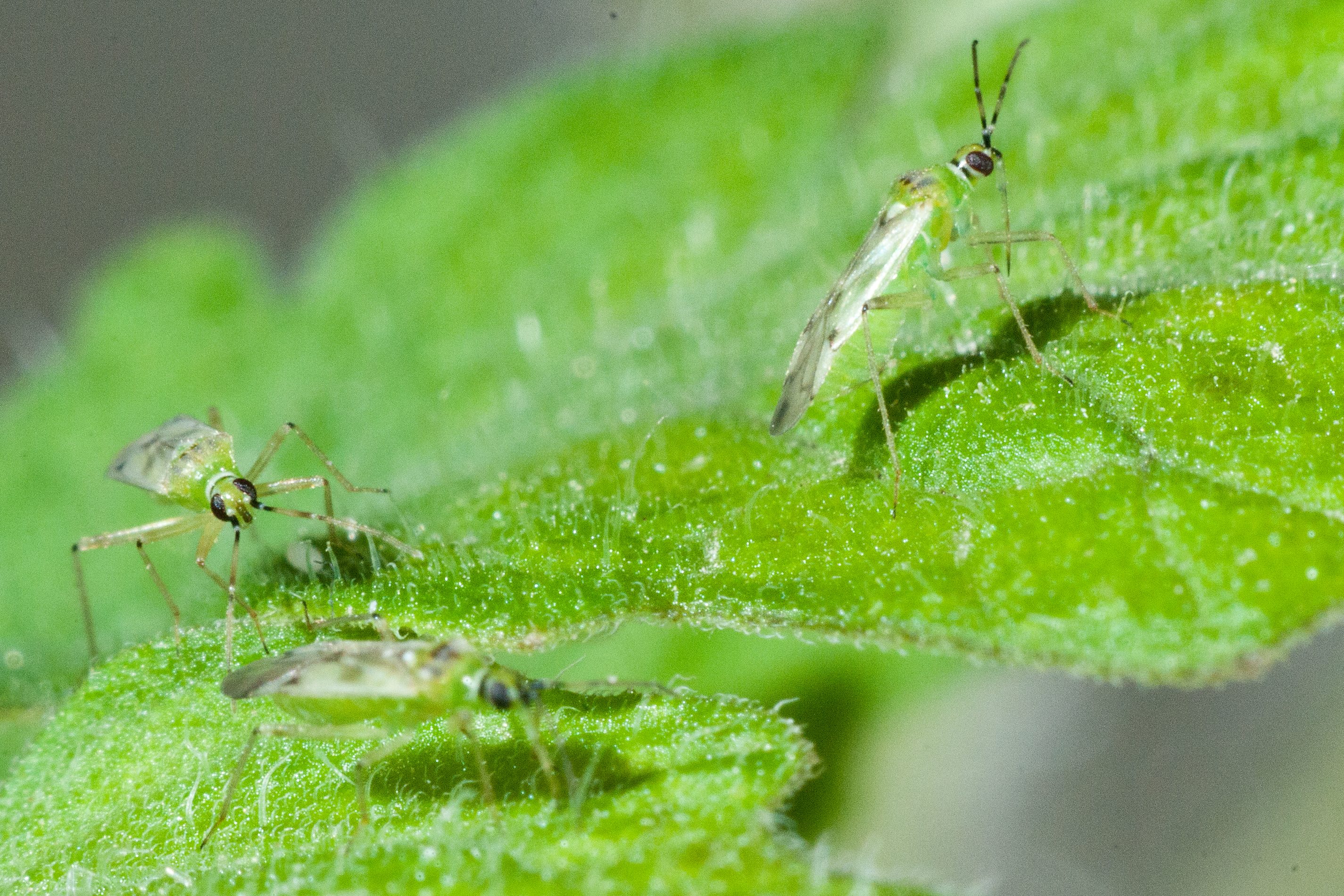 Plant Pollinator interactions in high temperatures
