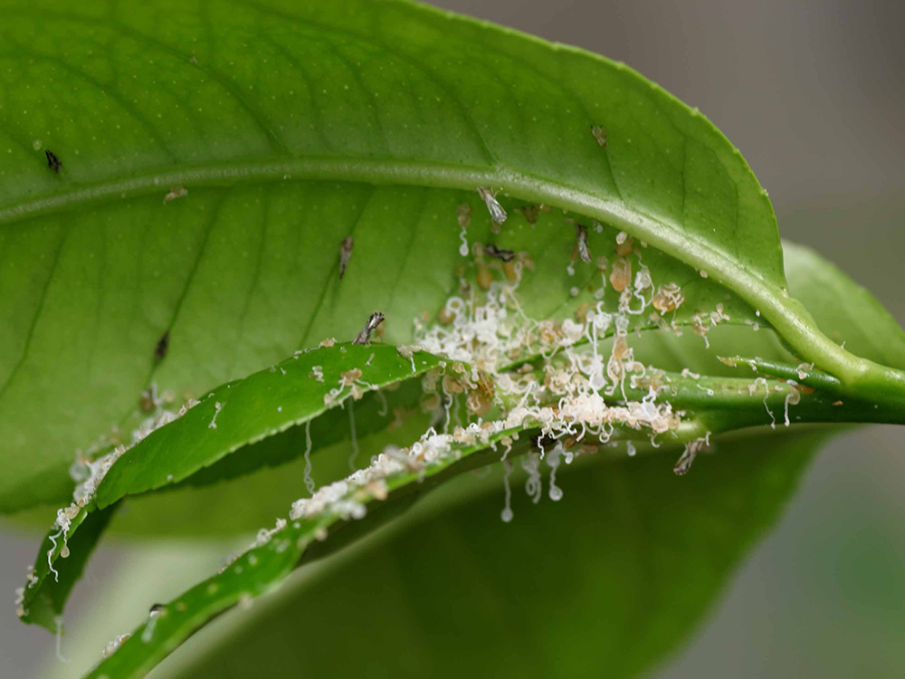 Asian citrus psyllid - Biocontrol, Damage and Life Cycle