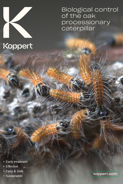 Oak processionary moth brochure
